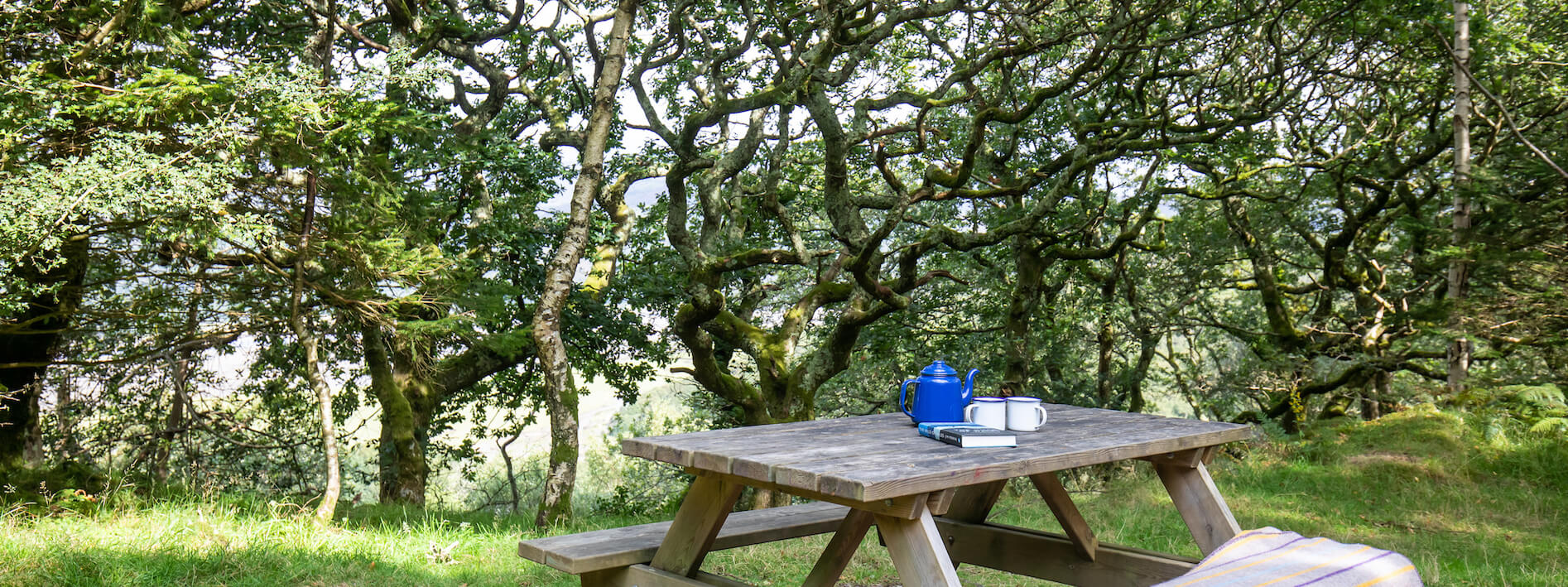 Oak trees at Graig Wen