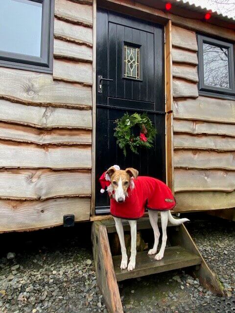 Dog friendly Christmas glamping