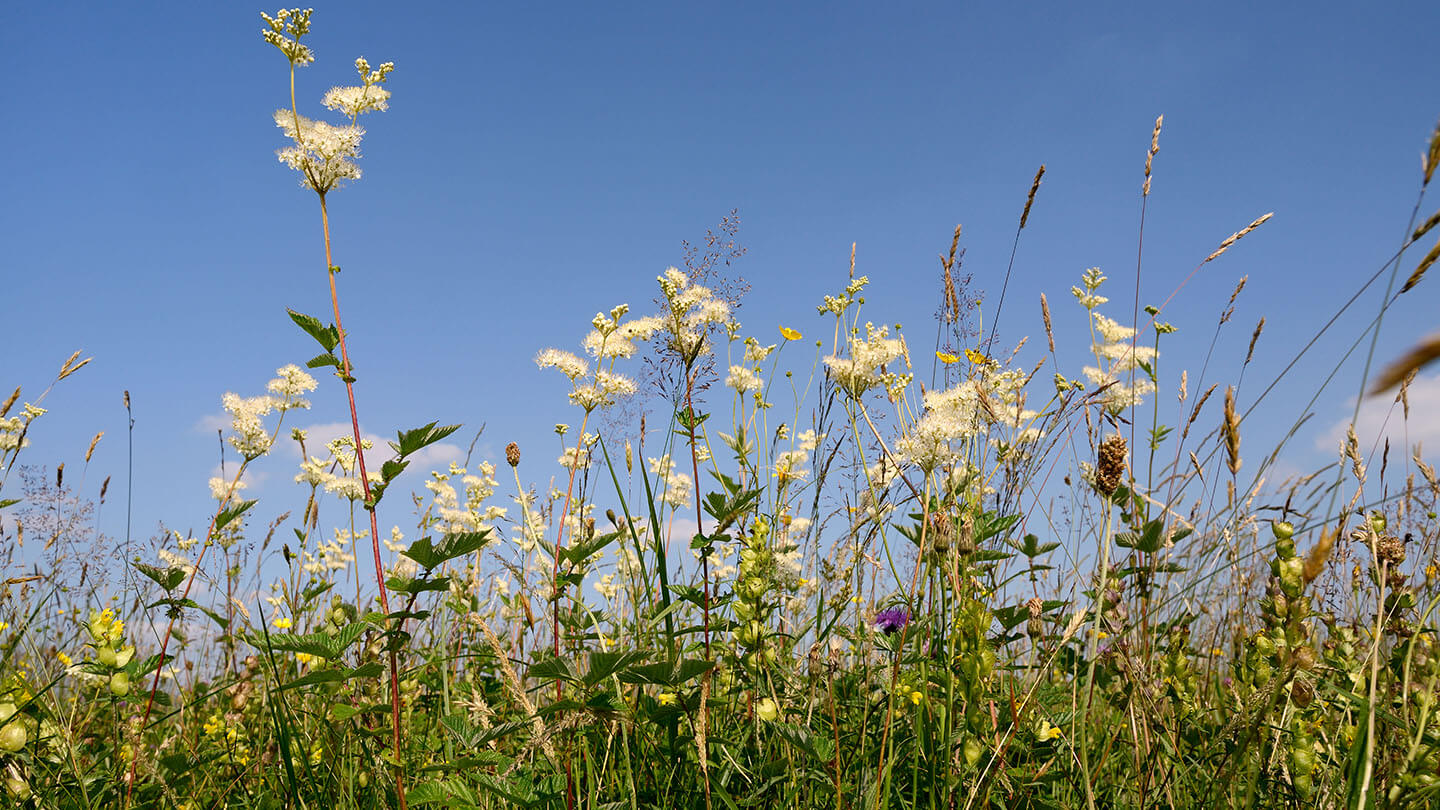 Meadowsweet