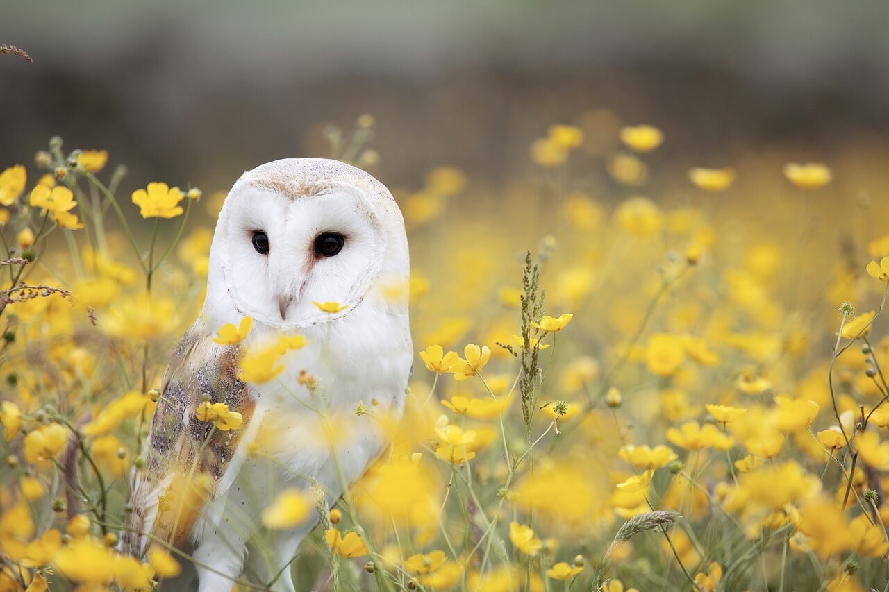 Barn Owl in Buttercups